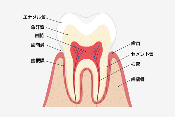南大沢の歯医者、サンライズ歯科の歯の断面図イラスト
